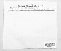Ascospora solidaginis image